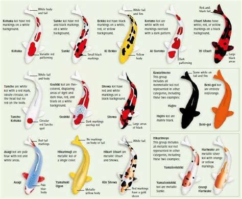 Koi Fish Tattoos: Symbolism and Meaning Explained.